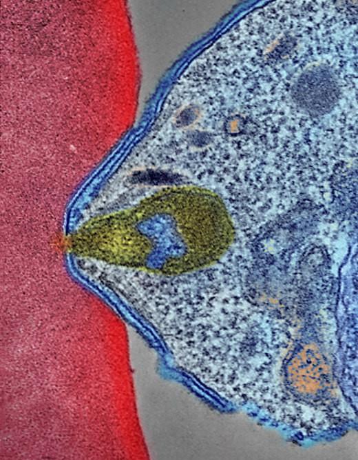 Malaria parasite attaching to human blood cell