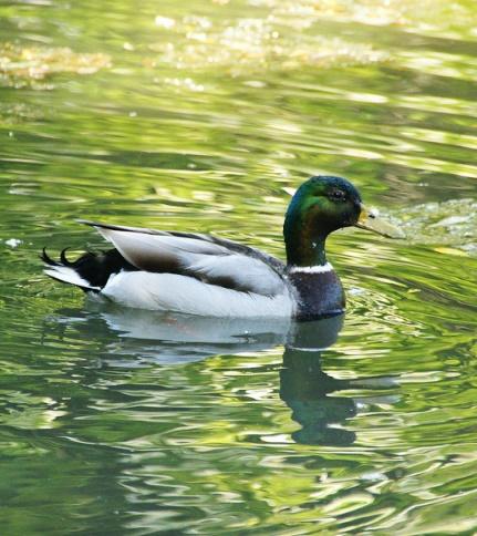 Mallard duck
