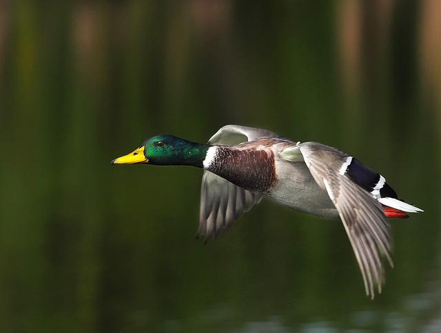 Mallard in flight
