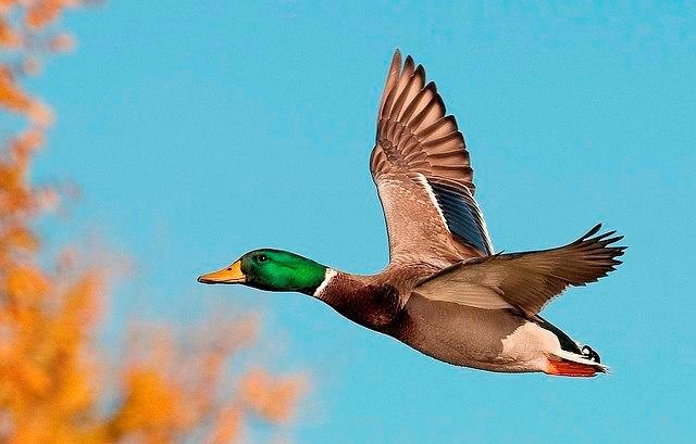 Mallard duck in flight