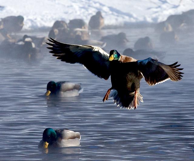 mallard landing