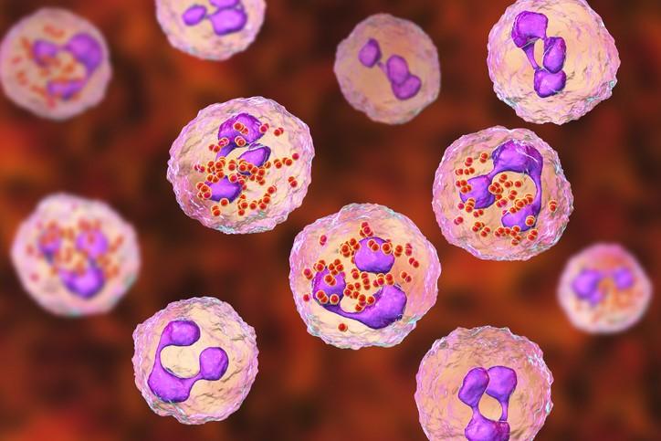 Meningococcus bacteria in spinal fluid
