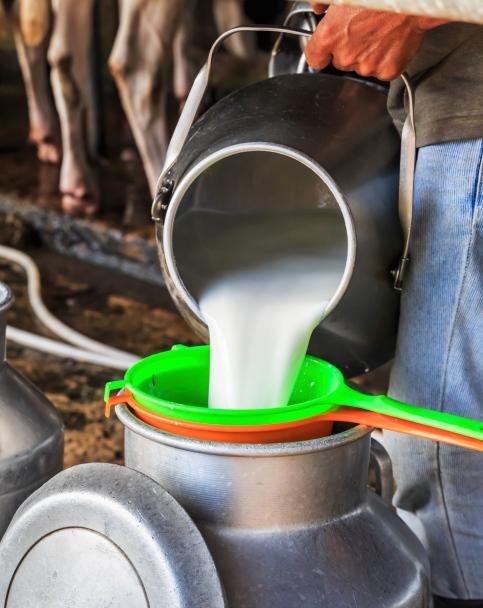 Milk fresh from cow