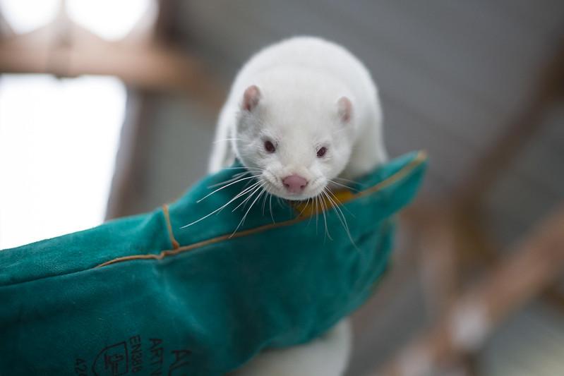 mink farm