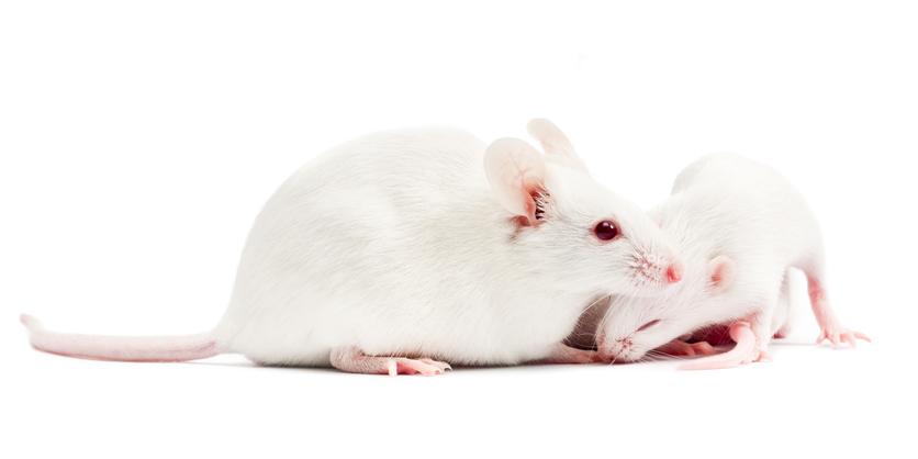 Mom and baby mice