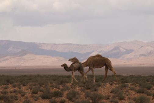 Camels