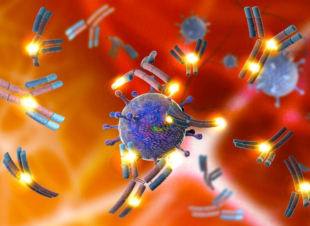 Monoclonal antibodies attacking viruses