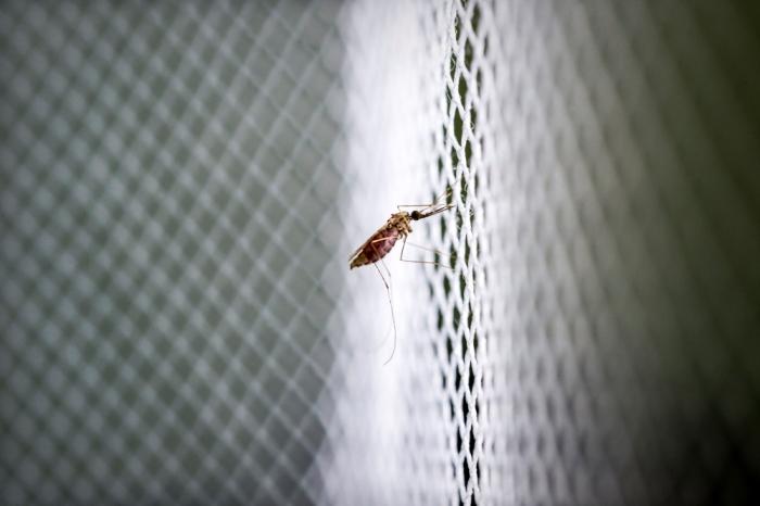 Mosquito on bed net