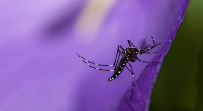 Mosquito on purple flower