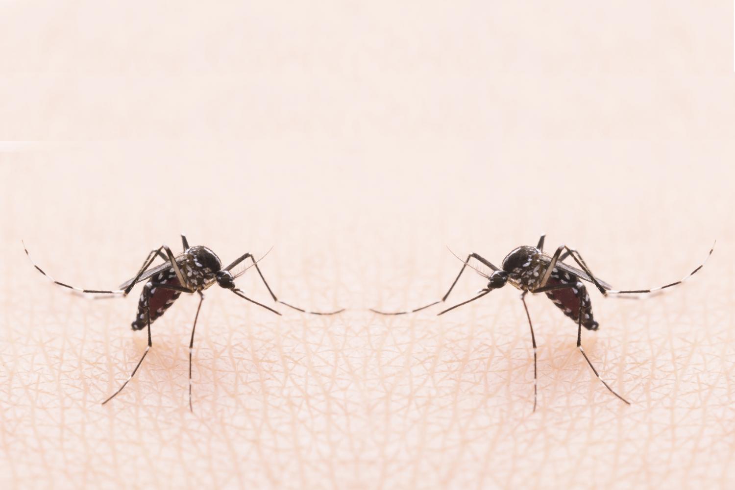 mosquito duo