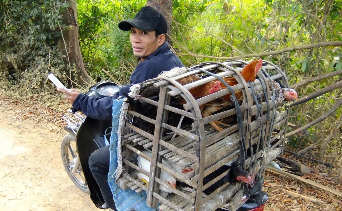 Motorbike poultry