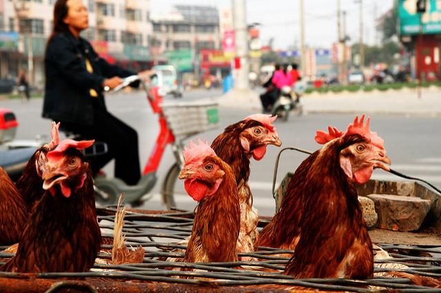 Chickens heading  to market