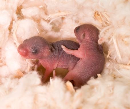 Baby mice