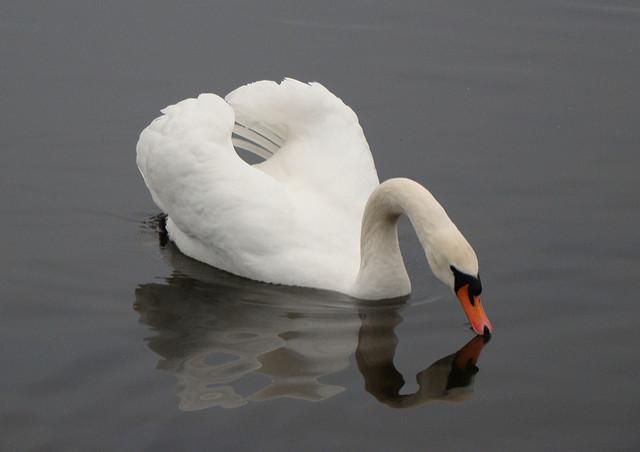 Mute swan