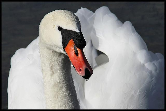 Mute swan