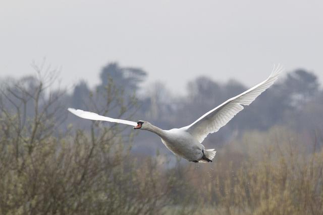 Mute swan in flight