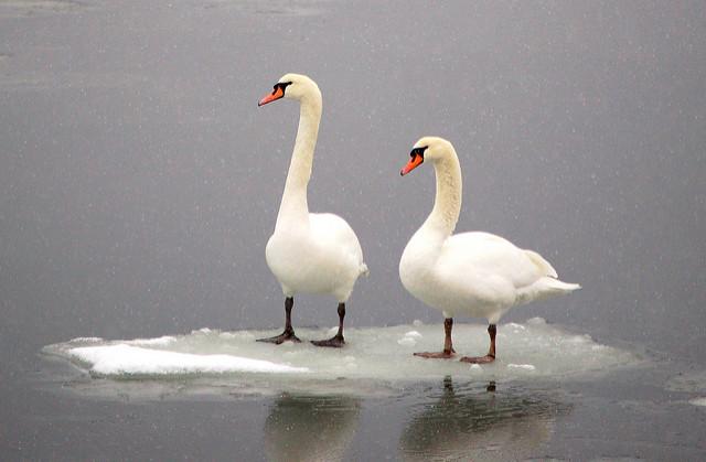 Mute swans