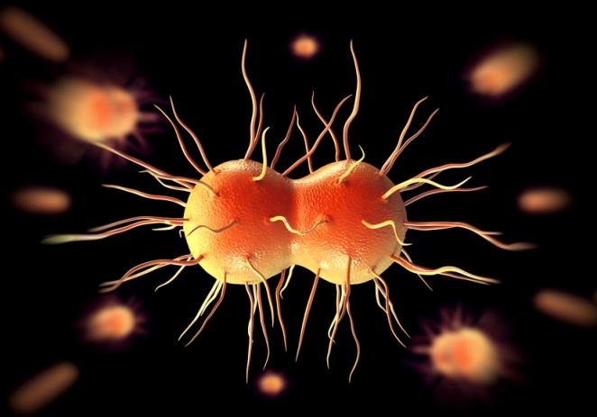 Neisseria gonorrhoeae