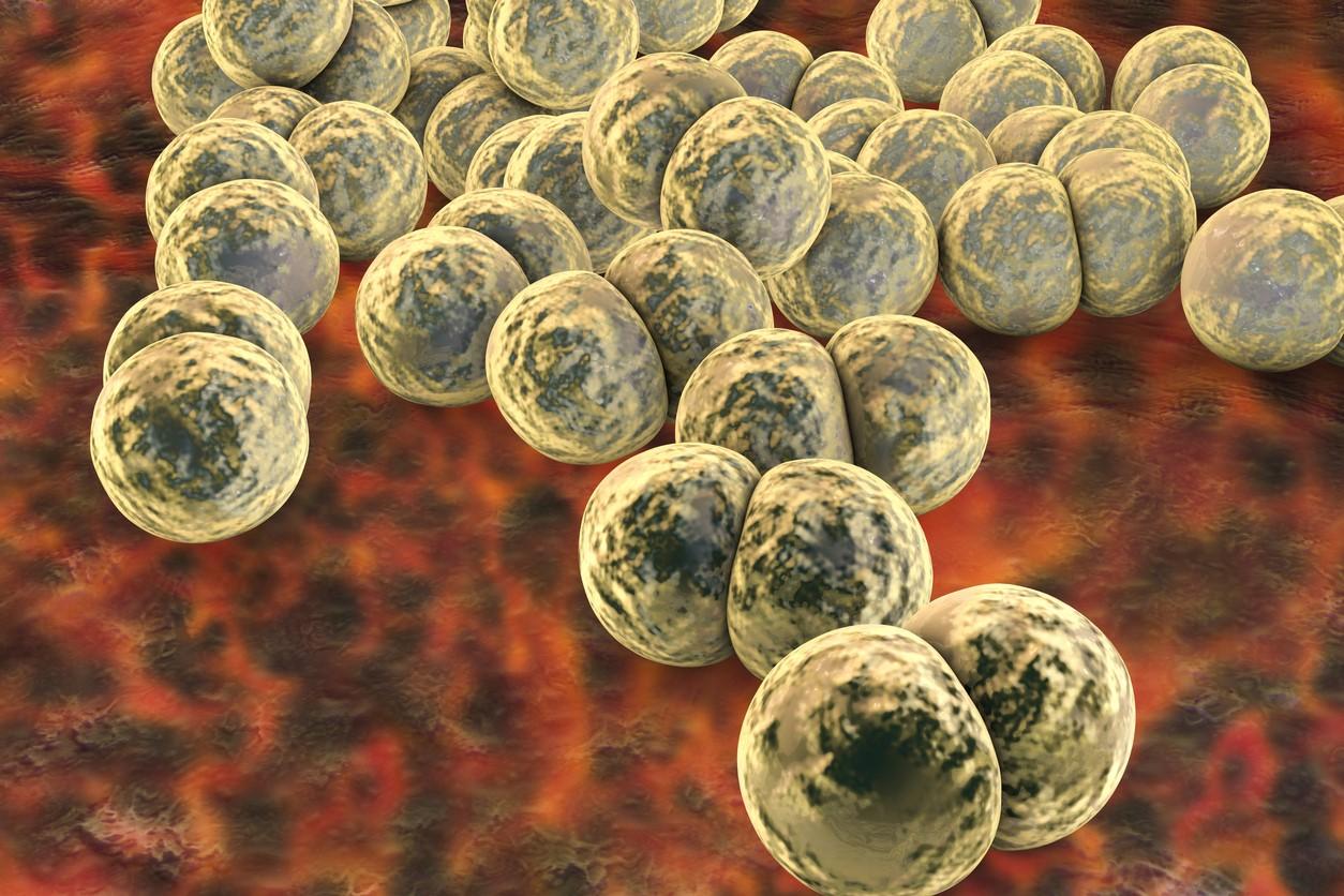 Neisseria gonorrhoeae