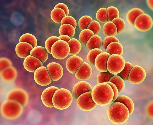 Neisseria gonorrhoeae bacteria