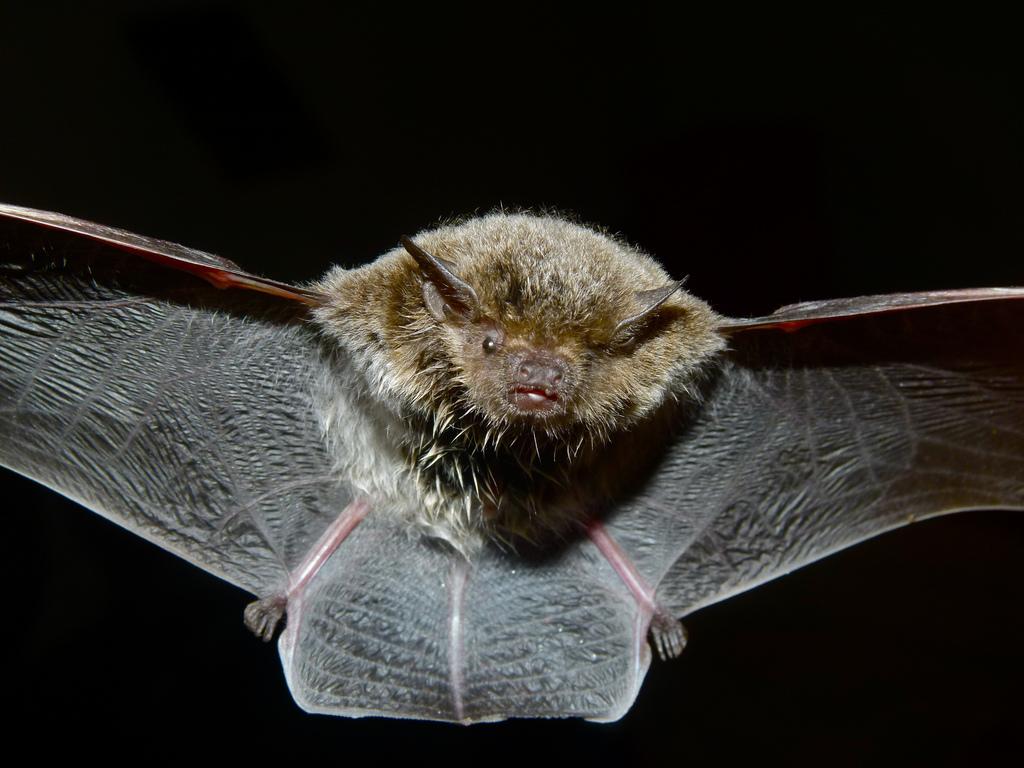 Bat in flight