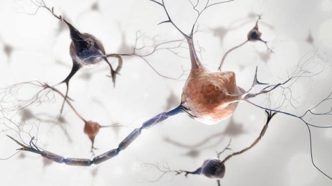 Neurons