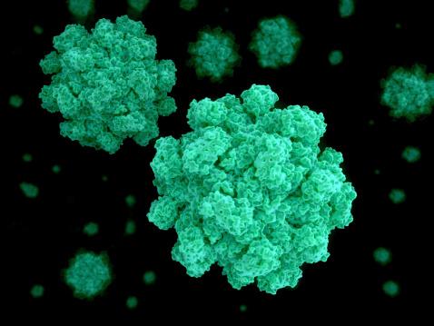 Norovirus