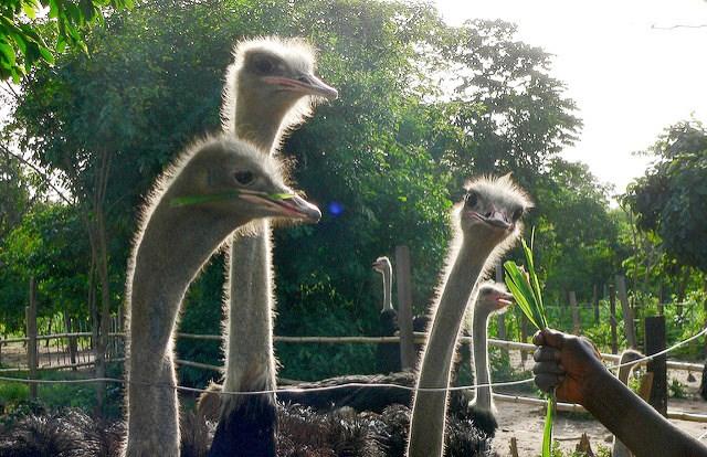 Ostrich farm