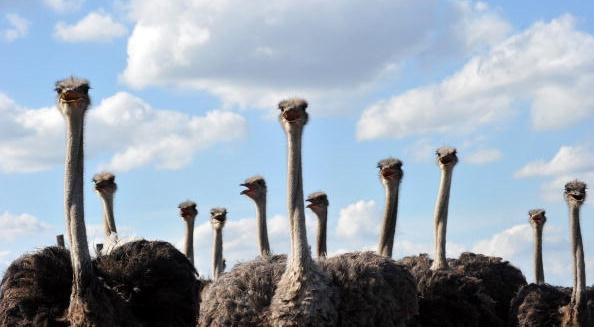 Ostriches
