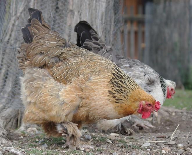 Two backyard chickens