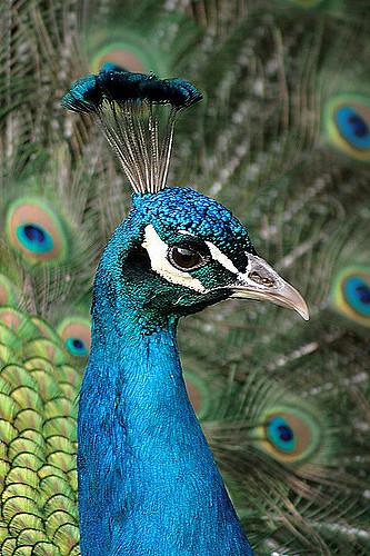 peacock closeup