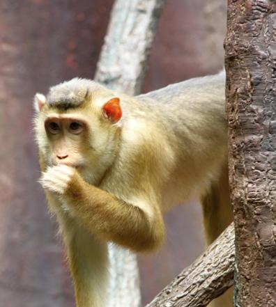 Pig-tailed macaque