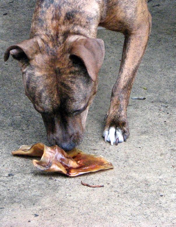 Pig ear dog treat