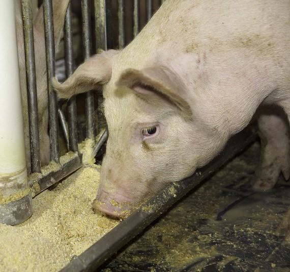 Pig feeding