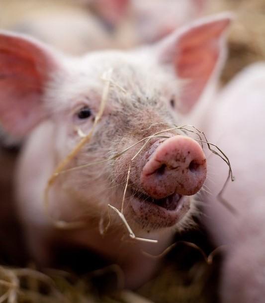Pig on farm