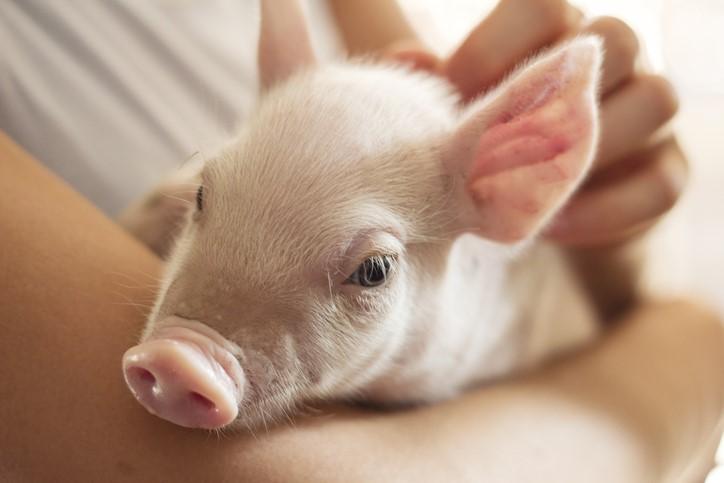Piglet in person's arms