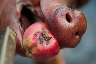 Pig roast