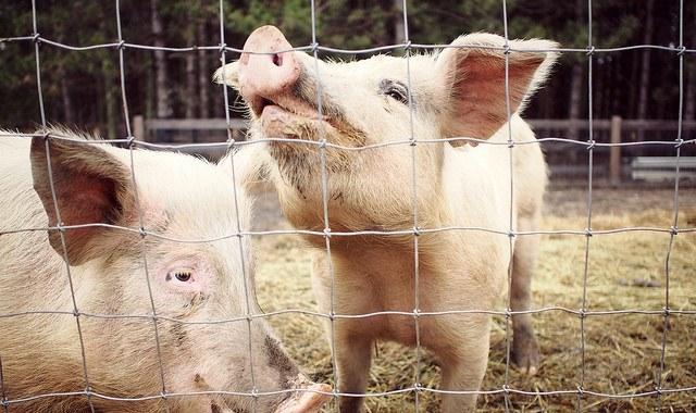 Report: FDA rules on animal antibiotics need more teeth | CIDRAP Report: FDA rules on animal antibiotics need more teeth | CIDRAP