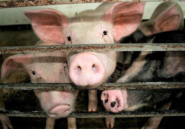 Pigs on farm