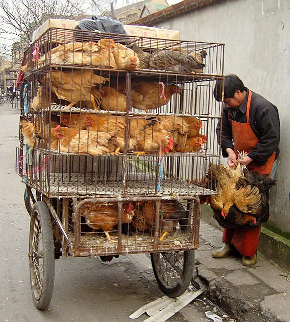 Poultry on a bike trailer