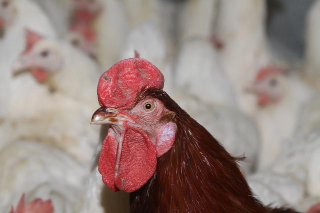 Poultry farm