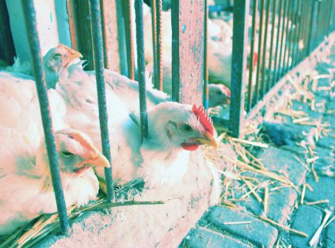 Poultry market