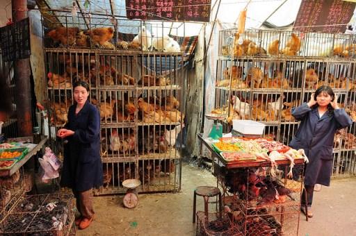 Poultry market