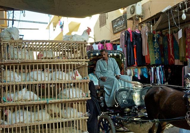 Poultry market in Egypt