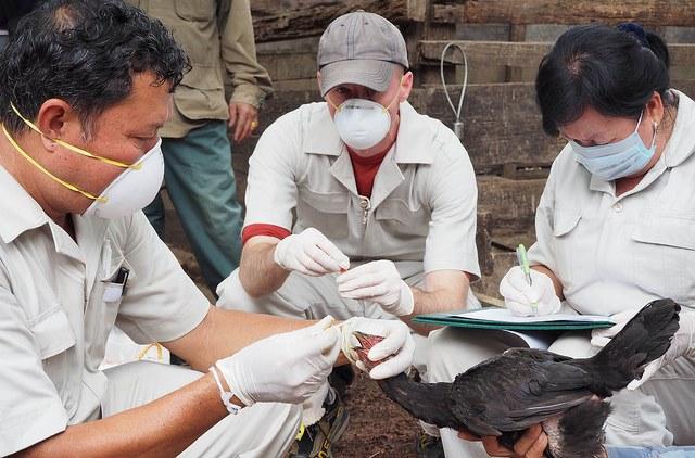 Poultry swabbing in Laos
