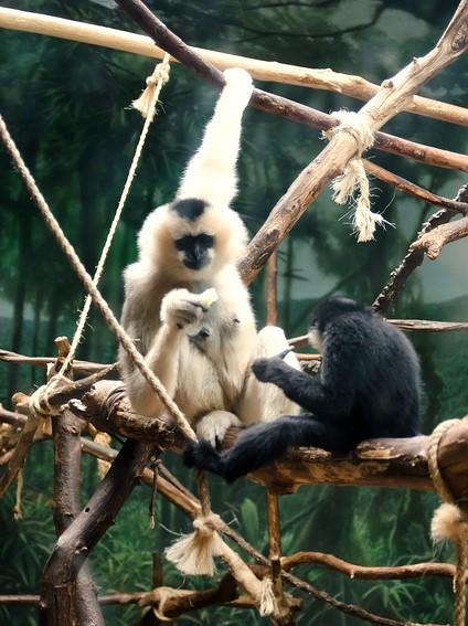 Monkeys