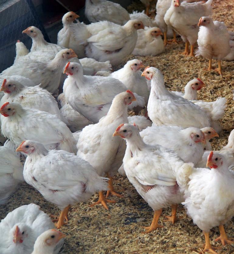 Chicken flock