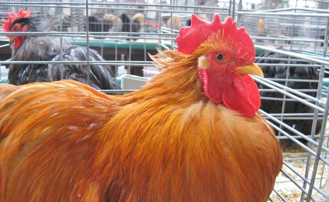 Rooster at fair
