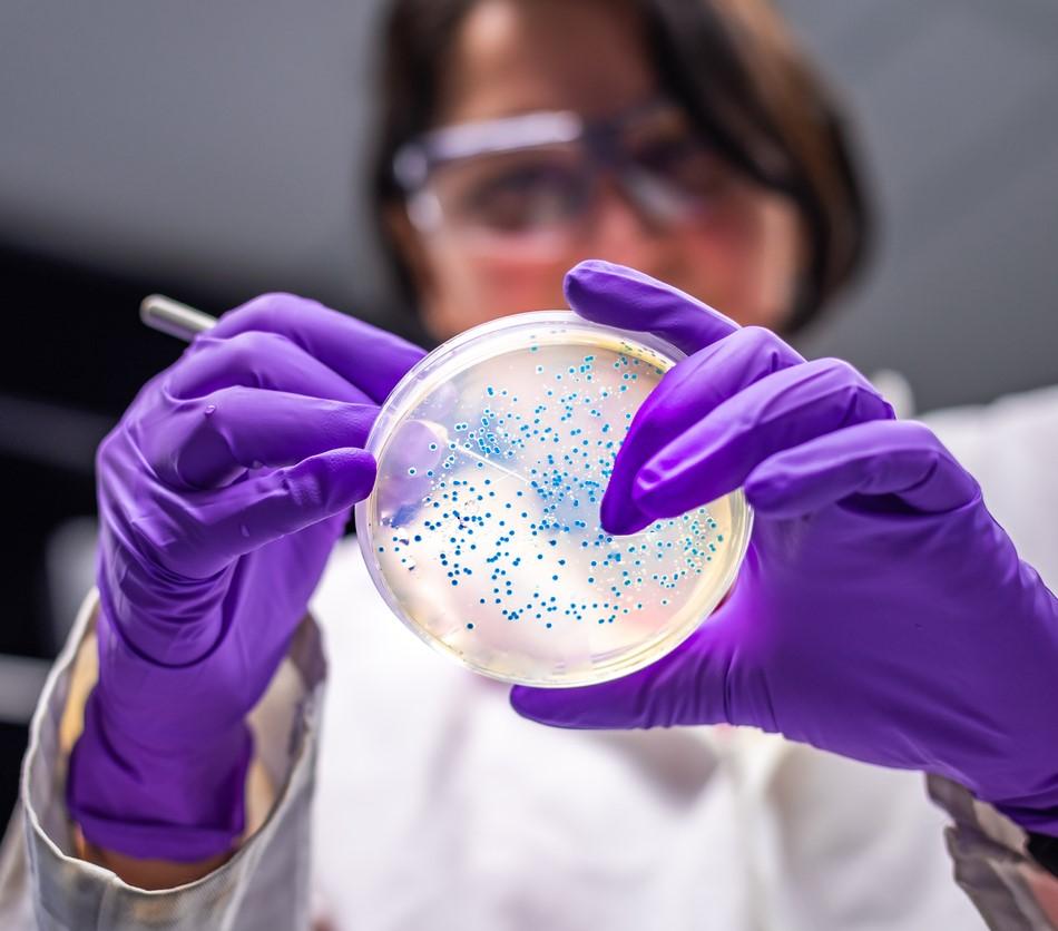 Researcher with petri dish culture