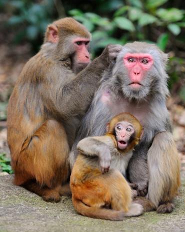 Rhesus macaques